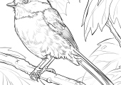 black-capped-chickadee-coloring-page