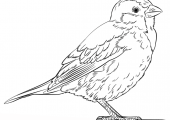 house-sparrow-coloring-page
