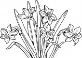 narcis-coloring-page
