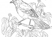 realistic-steller-s-jay-coloring-page