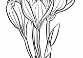 showy-autumn-crocus-coloring-page